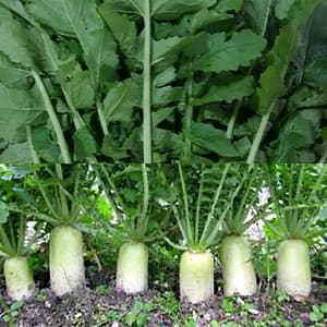 갓 수확한 싱싱한 한국 동치미무 & 영양 가득 무청 팝니다 🌱
