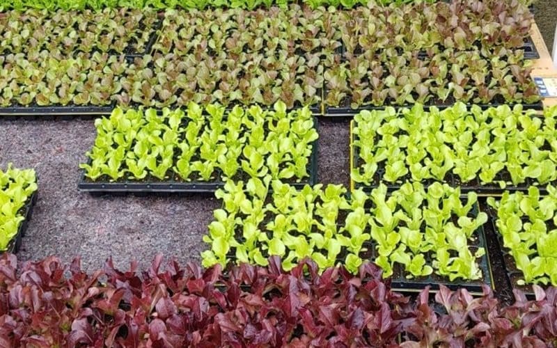 sprouts01