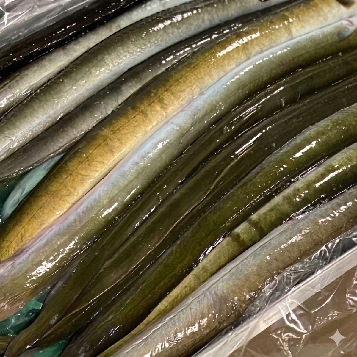 eel waituna fresh dg