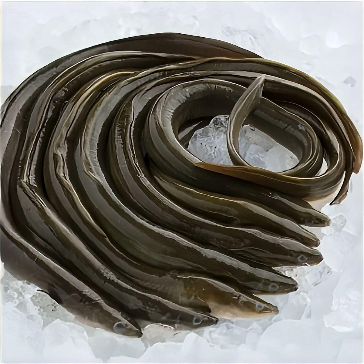 eel waituna fresh frozen