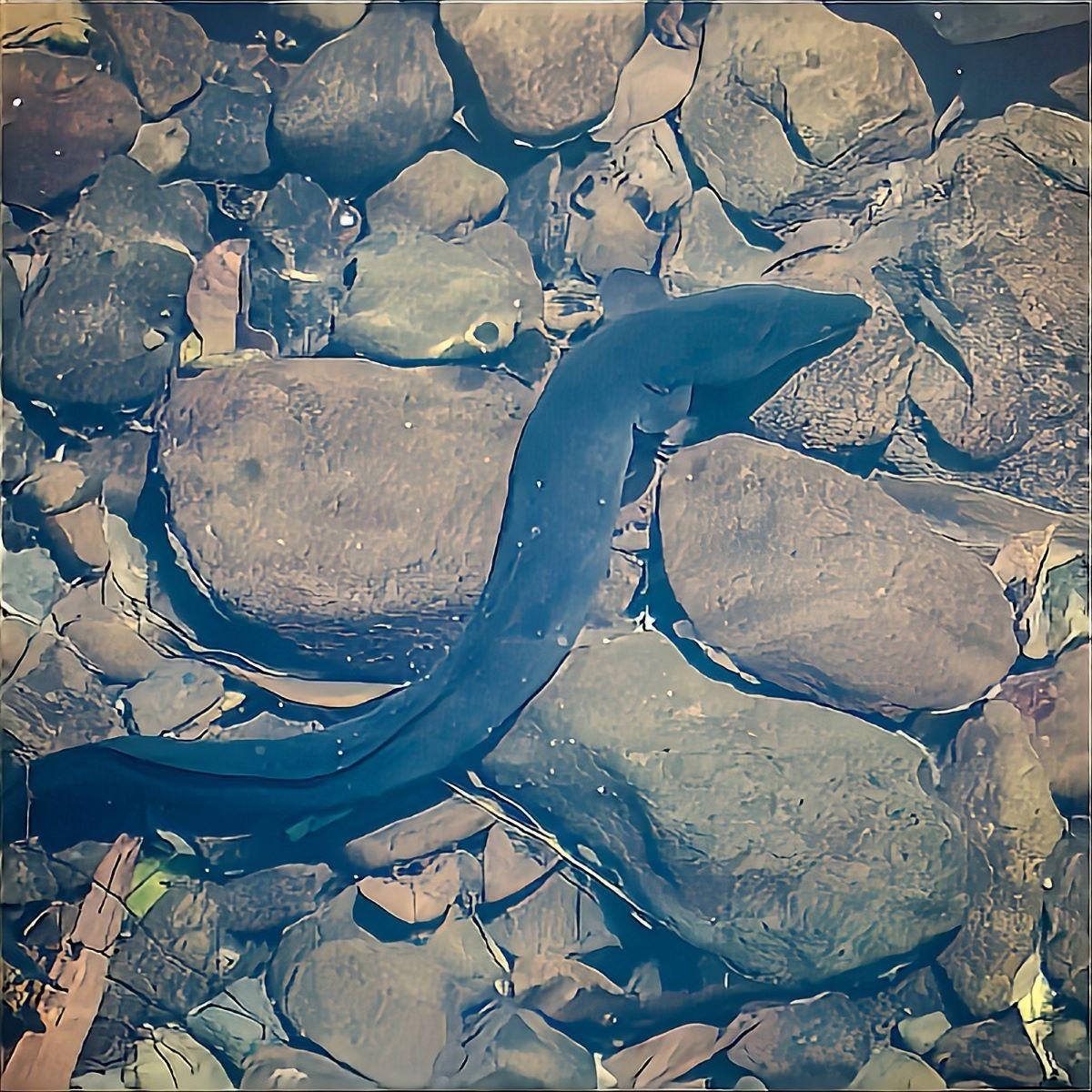 eel waituna fresh live