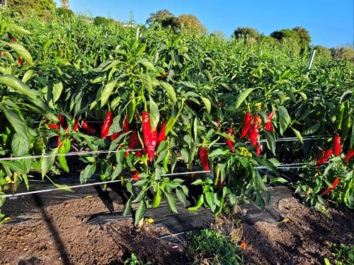 🌶️ [왕가레이 직송] 고추장 담그실 시기! 햇 고춧가루 & 고추씨 공구 (무료배송 혜택)