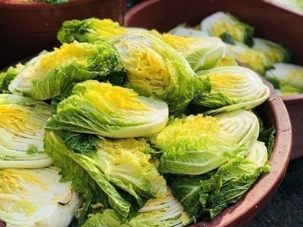 🥬 새배추 나왔습니다. 바로 뽑아드리는 속노란 한국배추.