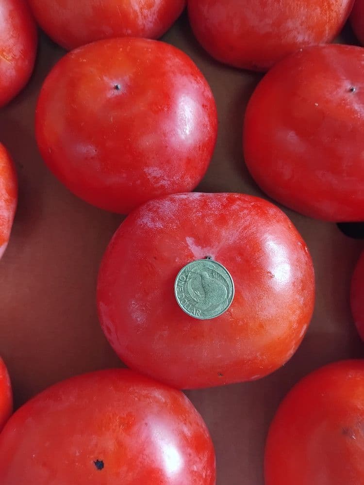 🍊 자연산 단감/홍시 공동구매 시작! 맛없으면 공짜!